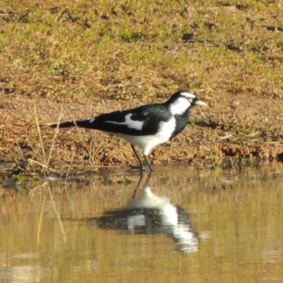 Grallina cyanoleuca (Magpie-lark) at Kambah, ACT - 3 Jun 2017 by michaelb