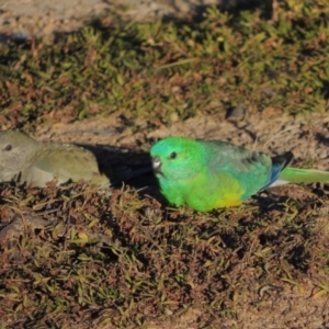 Psephotus haematonotus at Kambah, ACT - 3 Jun 2017