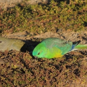 Psephotus haematonotus at Kambah, ACT - 3 Jun 2017