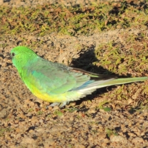 Psephotus haematonotus at Kambah, ACT - 3 Jun 2017 05:12 PM