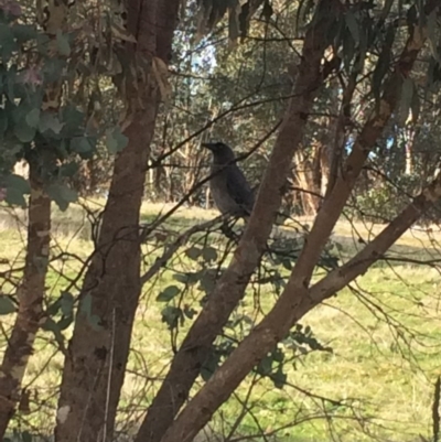 Strepera versicolor (Grey Currawong) at Mount Taylor - 6 Jun 2017 by George