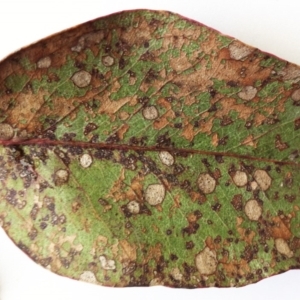 Leaf spot fungus at Hughes Garran Woodland - 20 May 2017 12:00 AM