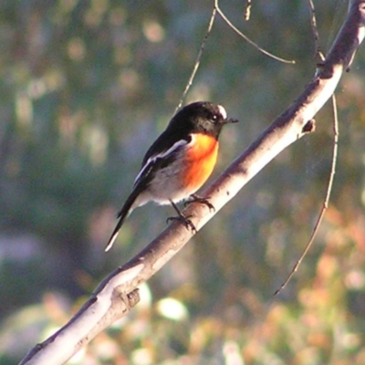 Petroica boodang (Scarlet Robin) at Mount Taylor - 4 Jun 2017 by MatthewFrawley