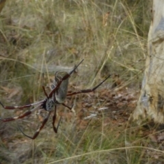 Trichonephila edulis (Golden orb weaver) at Bruce, ACT - 18 Feb 2015 by RWPurdie