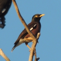 Acridotheres tristis (Common Myna) at Kambah, ACT - 3 Jun 2017 by michaelb