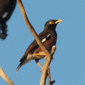 Acridotheres tristis at Kambah, ACT - 3 Jun 2017