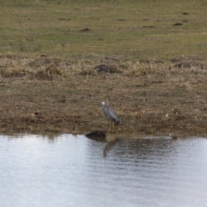 Egretta novaehollandiae at Murrumbateman, NSW - 6 Jun 2017