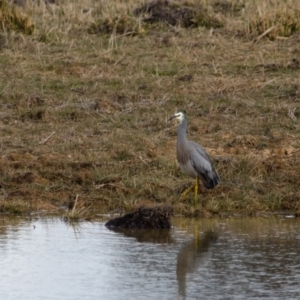 Egretta novaehollandiae at Murrumbateman, NSW - 6 Jun 2017