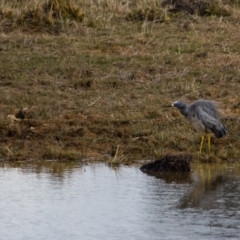 Egretta novaehollandiae at Murrumbateman, NSW - 6 Jun 2017