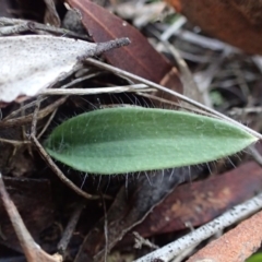 Glossodia major (Wax Lip Orchid) at Bruce, ACT - 27 May 2017 by DerekC