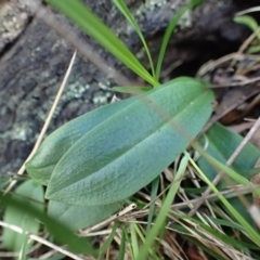 Chiloglottis sp. (A Bird/Wasp Orchid) at Bruce, ACT - 27 May 2017 by DerekC