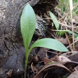 Chiloglottis sp. at Bruce, ACT - suppressed