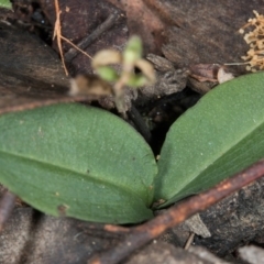 Chiloglottis sp. (A Bird/Wasp Orchid) at Acton, ACT - 31 May 2017 by DerekC