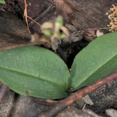 Chiloglottis sp. (A Bird/Wasp Orchid) at ANBG South Annex - 31 May 2017 by DerekC