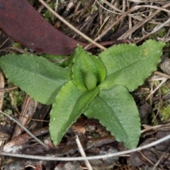 Pterostylis nutans (Nodding Greenhood) at Acton, ACT - 31 May 2017 by DerekC