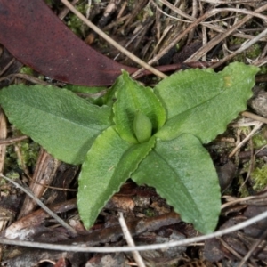 Pterostylis nutans at Acton, ACT - suppressed