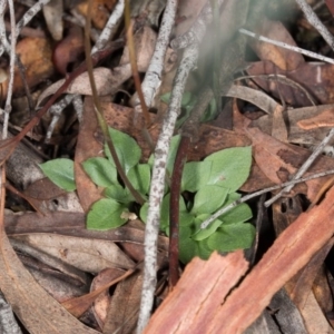 Speculantha rubescens at Gungahlin, ACT - 29 May 2017