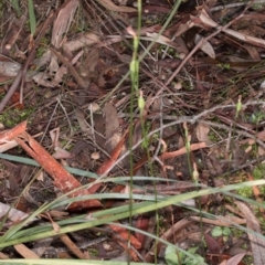 Speculantha rubescens at Gungahlin, ACT - 29 May 2017