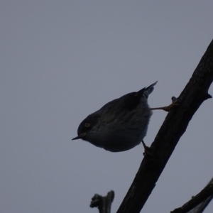 Daphoenositta chrysoptera at Symonston, ACT - 3 May 2017 04:31 PM