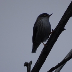 Daphoenositta chrysoptera at Symonston, ACT - 3 May 2017 04:31 PM