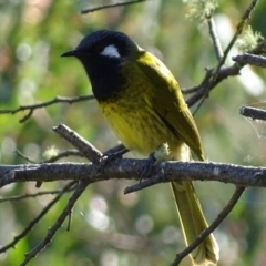 Nesoptilotis leucotis (White-eared Honeyeater) at Garran, ACT - 30 Apr 2017 by roymcd