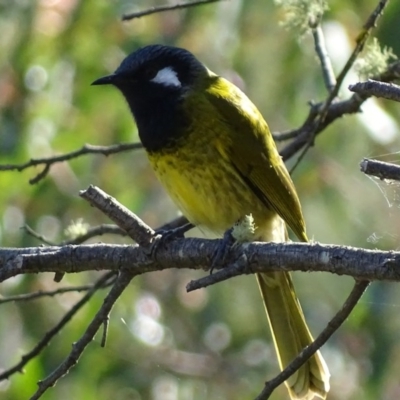 Nesoptilotis leucotis (White-eared Honeyeater) at Garran, ACT - 30 Apr 2017 by roymcd