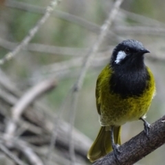 Nesoptilotis leucotis (White-eared Honeyeater) at Garran, ACT - 4 May 2017 by roymcd