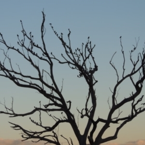 Sturnus vulgaris at Kambah, ACT - 3 Jun 2017