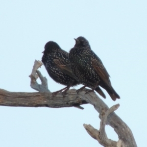 Sturnus vulgaris at Kambah, ACT - 3 Jun 2017