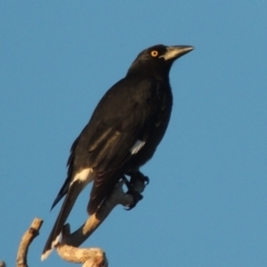 Strepera graculina (Pied Currawong) at Urambi Hills - 3 Jun 2017 by michaelb