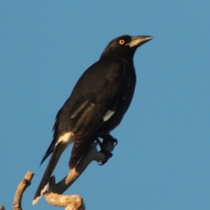 Strepera graculina at Kambah, ACT - 3 Jun 2017 06:08 PM