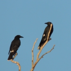 Strepera graculina at Kambah, ACT - 3 Jun 2017 06:08 PM