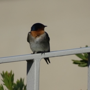 Hirundo neoxena at Capital Hill, ACT - 23 May 2017