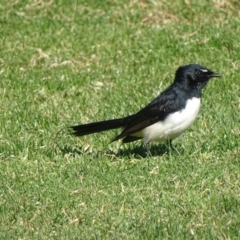 Rhipidura leucophrys (Willie Wagtail) at Capital Hill, ACT - 23 May 2017 by roymcd