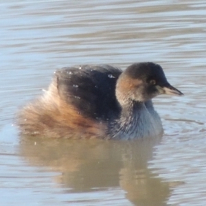 Tachybaptus novaehollandiae at Kambah, ACT - 3 Jun 2017