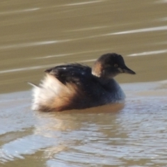 Tachybaptus novaehollandiae at Kambah, ACT - 3 Jun 2017 05:01 PM