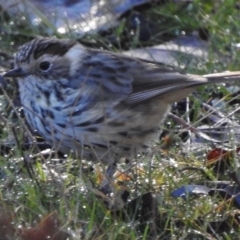 Pyrrholaemus sagittatus (Speckled Warbler) at Paddys River, ACT - 5 Jun 2017 by JohnBundock