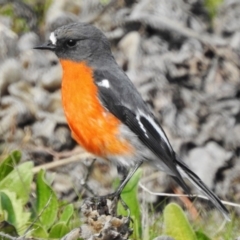 Petroica phoenicea (Flame Robin) at Paddys River, ACT - 6 Jun 2017 by JohnBundock