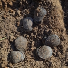 Chelodina longicollis at Jerrabomberra, NSW - 7 Jun 2017 12:16 PM