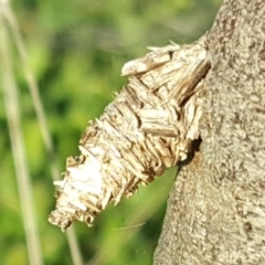 Psychidae (family) IMMATURE (Unidentified case moth or bagworm) at Isaacs, ACT - 2 Jun 2017 by Mike