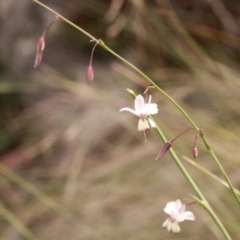 Arthropodium milleflorum (Vanilla Lily) at MTR591 at Gundaroo - 1 Feb 2015 by MaartjeSevenster