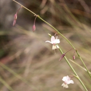 Arthropodium milleflorum at Gundaroo, NSW - 1 Feb 2015