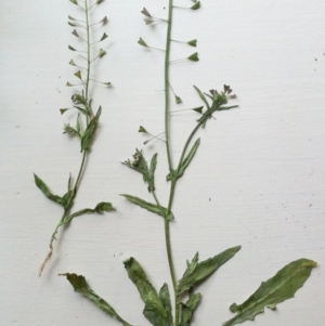 Capsella bursa-pastoris at Garran, ACT - 5 Jun 2017 12:00 AM