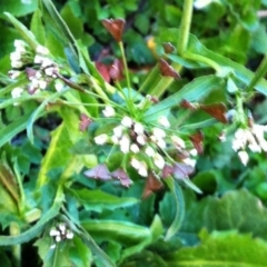 Capsella bursa-pastoris at Garran, ACT - 5 Jun 2017 12:00 AM