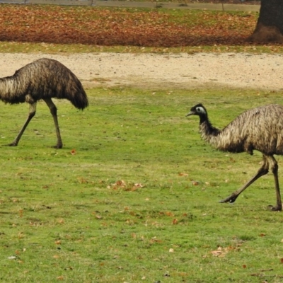 Dromaius novaehollandiae (Emu) at Paddys River, ACT - 5 Jun 2017 by JohnBundock