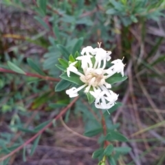 Pimelea linifolia subsp. linifolia (Queen of the Bush, Slender Rice-flower) at Merimbula, NSW - 6 Jun 2017 by DeanAnsell