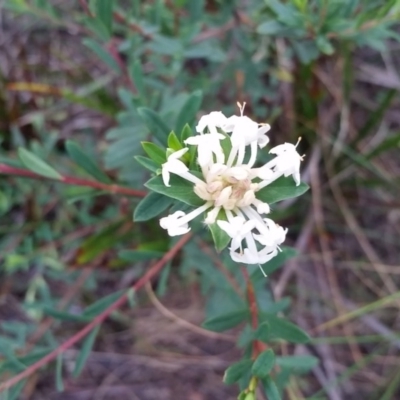 Pimelea linifolia subsp. linifolia (Queen of the Bush, Slender Rice-flower) at Merimbula, NSW - 6 Jun 2017 by DeanAnsell