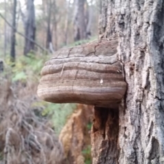 Phellinus sp. (Phellinus sp.) at Pambula Beach, NSW - 4 Jun 2017 by DeanAnsell