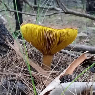 Phylloporus clelandii (Phylloporus clelandii) at Pambula Beach, NSW - 7 Jun 2017 by DeanAnsell