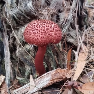 Boletellus emodensis (Boletellus emodensis) at Pambula Beach, NSW - 22 Mar 2017 by DeanAnsell